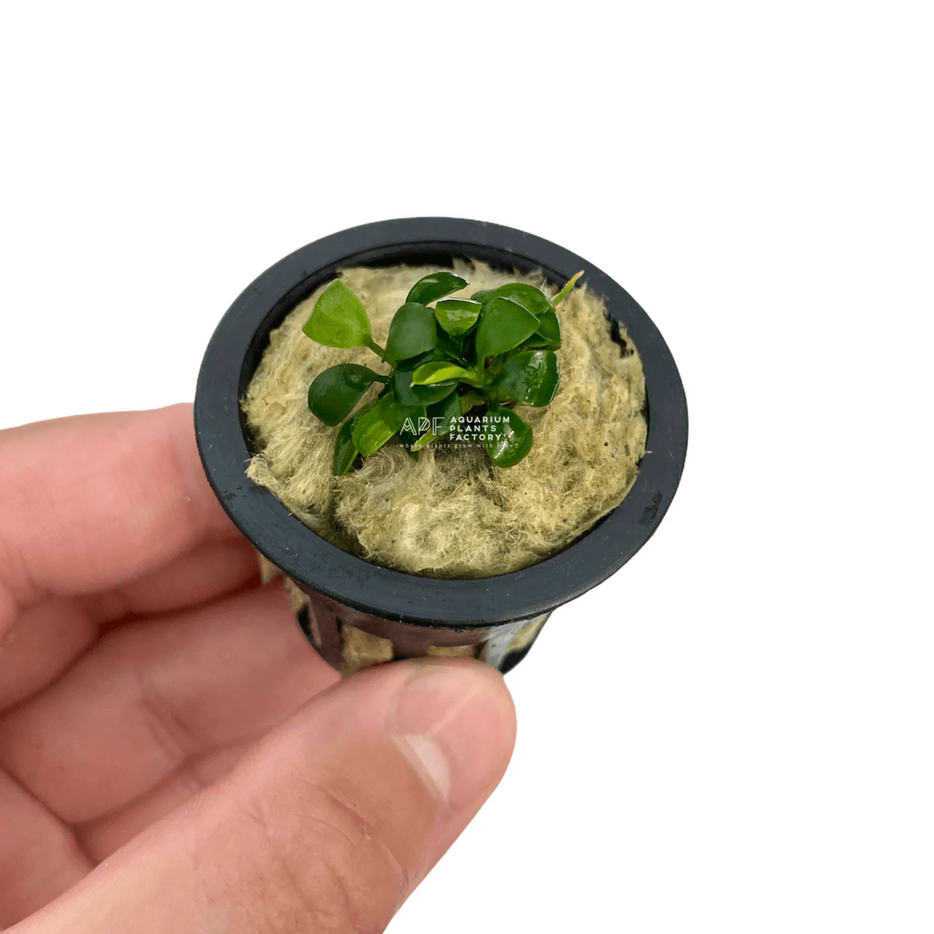 Compact Anubias 'Super Petite' Aquarium Plant, Bare-Root Rhizome
