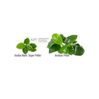 Compact Anubias 'Super Petite' Aquarium Plant, Bare-Root Rhizome