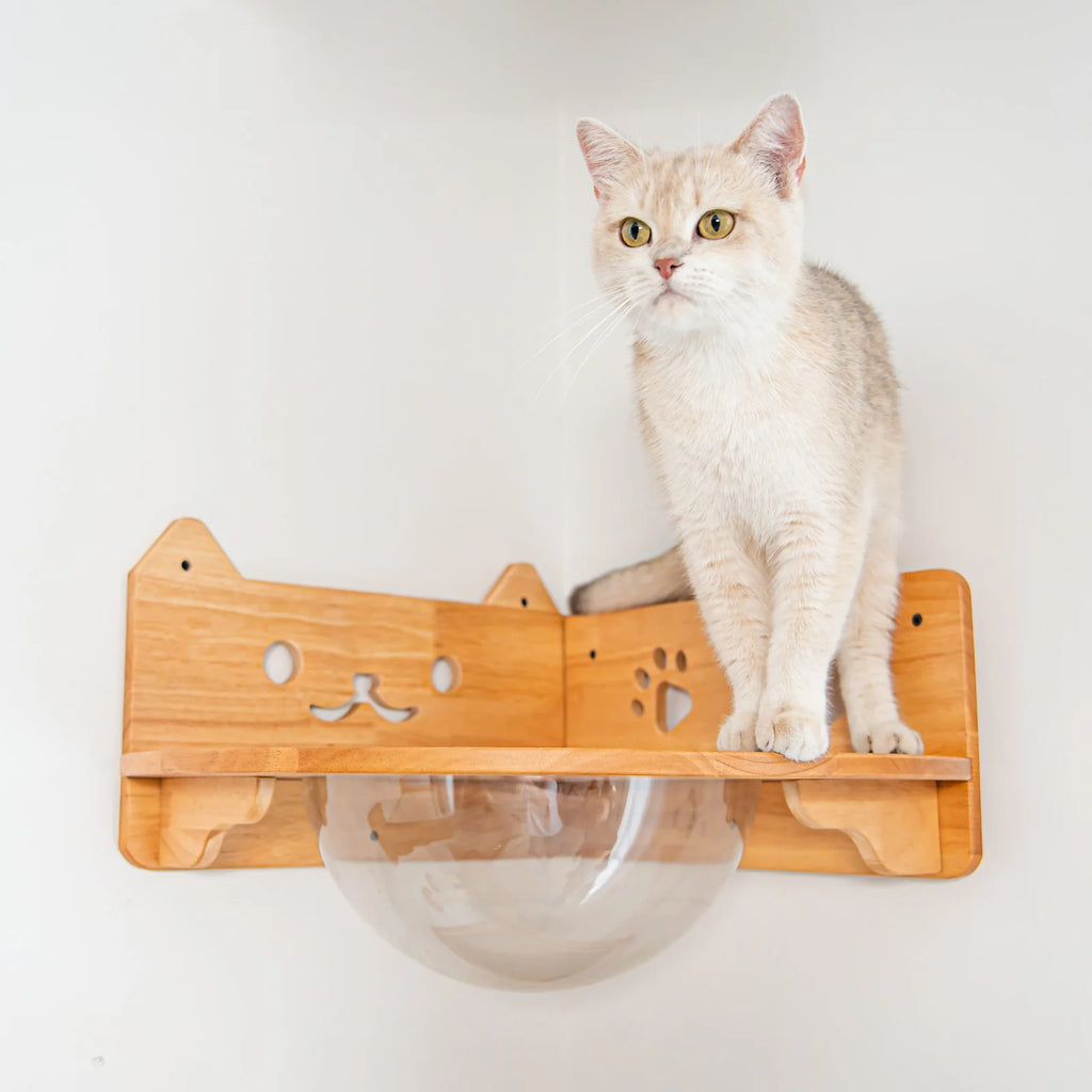 Corner Cat Wall Bubble Perch with Clear Bowl and Rubberwood Frame for Elevated Indoor Resting