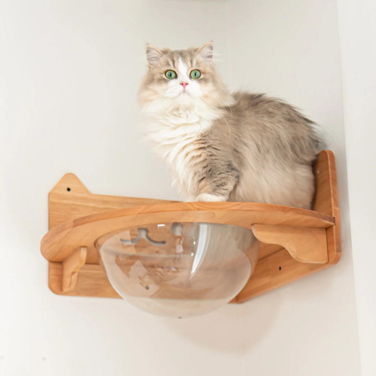 Corner Cat Wall Bubble Perch with Clear Bowl and Rubberwood Frame for Elevated Indoor Resting