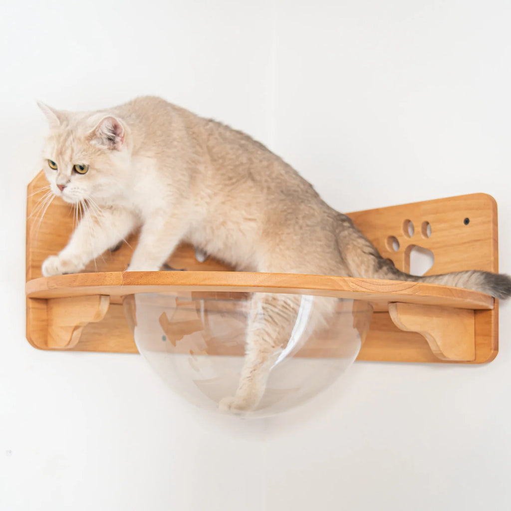 Corner Cat Wall Bubble Perch with Clear Bowl and Rubberwood Frame for Elevated Indoor Resting