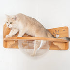 Corner Cat Wall Bubble Perch with Clear Bowl and Rubberwood Frame for Elevated Indoor Resting