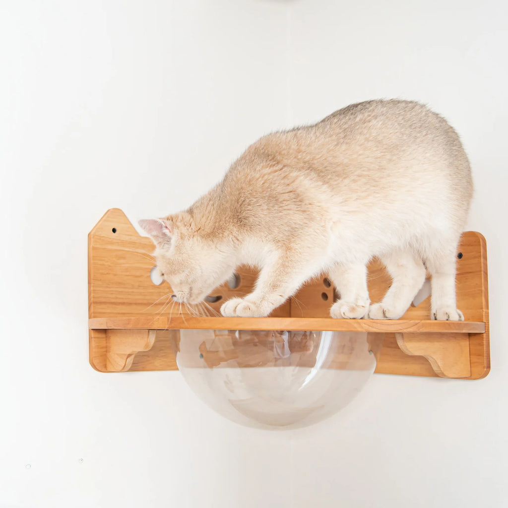 Corner Cat Wall Bubble Perch with Clear Bowl and Rubberwood Frame for Elevated Indoor Resting