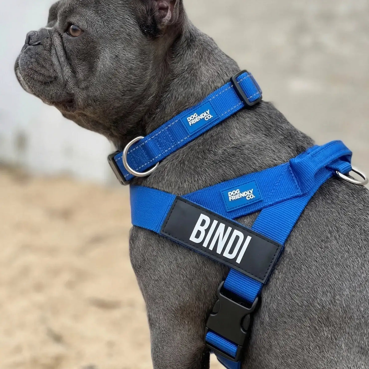 Custom Dog Name Patches in a Set of Two