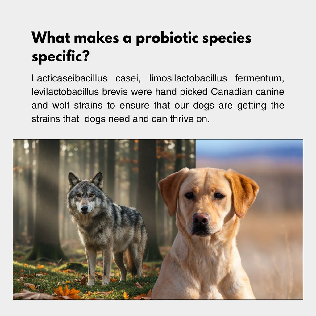 Daily Canine Synbiotic Supplement