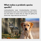 Daily Canine Synbiotic Supplement