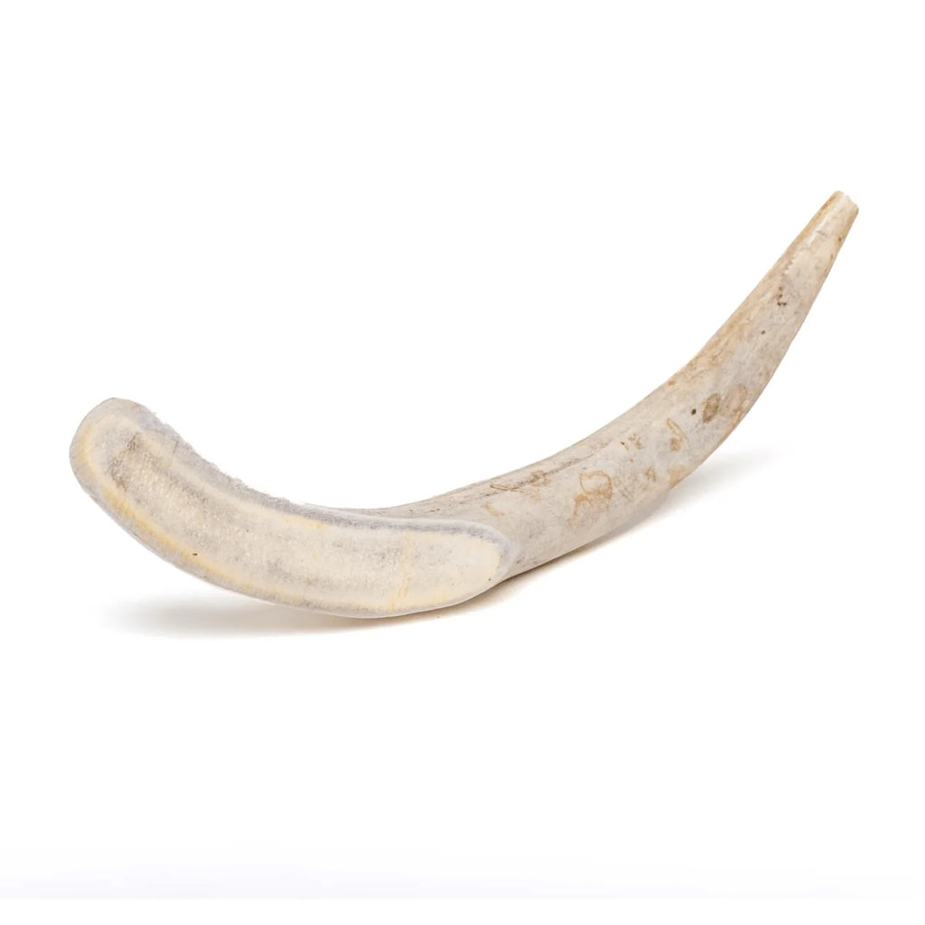 Deer Antler Dog Chew, Approximately 9-Inch Whole Antler