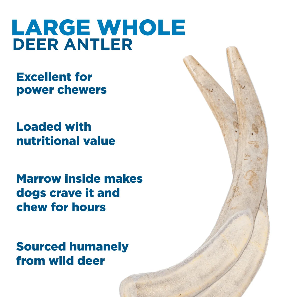 Deer Antler Dog Chew, Approximately 9-Inch Whole Antler