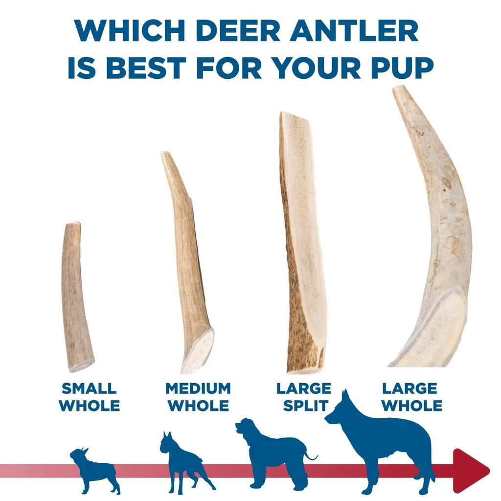 Deer Antler Dog Chew, Approximately 9-Inch Whole Antler