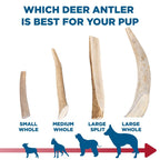 Deer Antler Dog Chew, Approximately 9-Inch Whole Antler