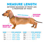 Dog Back Brace in Eight Sizes from 7 to 21 Inches, Selected Using