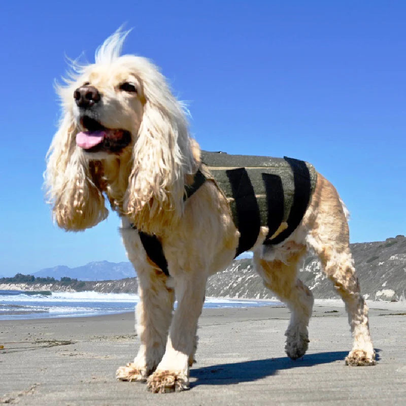 Dog Back Brace in Eight Sizes from 7 to 21 Inches, Selected Using