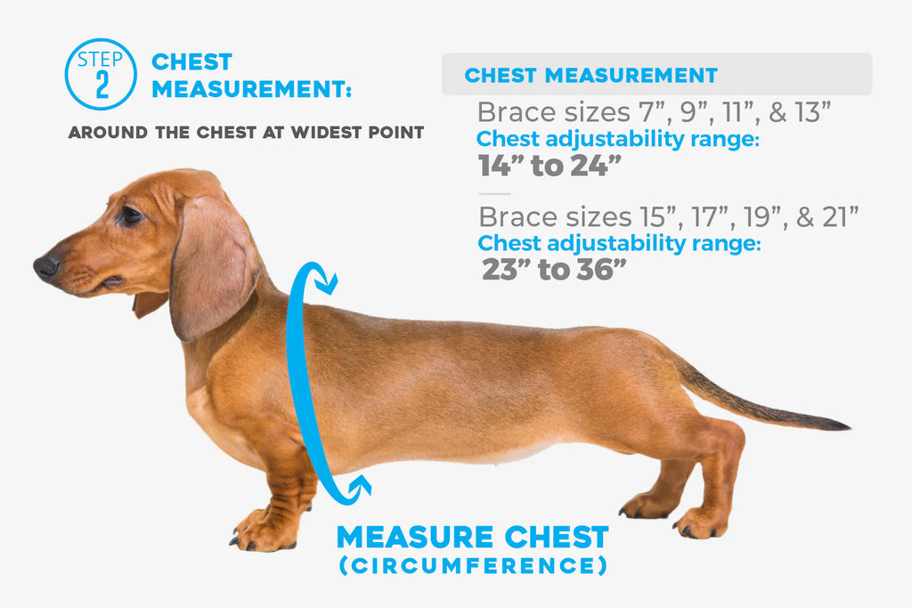 Dog Back Brace in Eight Sizes from 7 to 21 Inches, Selected Using