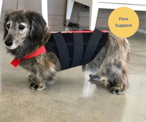 Dog Back Brace with — 7" Brace £139.99 (4.5" to 6.5") / 9" Brace £139.99 (6.5" to 9") / 11" Brace £169.99 (9" to 11") / 13" B