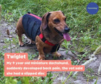 Dog Back Brace with Firm Spine Support, Adjustable Velcro Straps and Lead D-Ring in Eight Measured Sizes