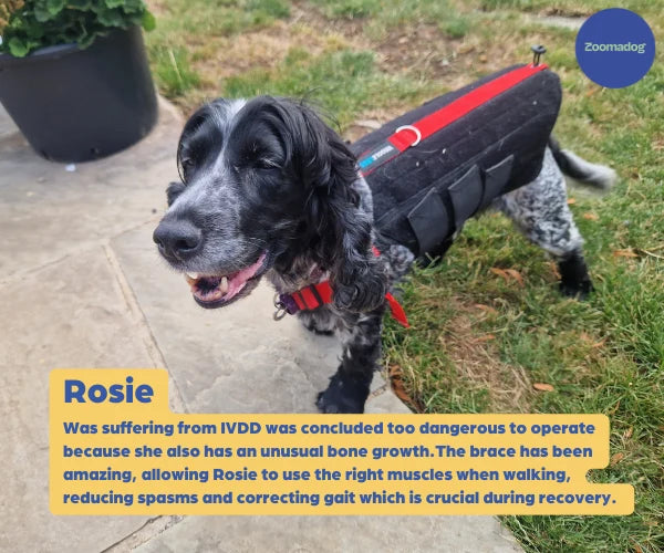Dog Back Brace with Firm Spine Support, Adjustable Velcro Straps and Lead D-Ring in Eight Measured Sizes