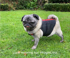 Dog Back Brace with Firm Spine Support, Adjustable Velcro Straps and Lead D-Ring in Eight Measured Sizes