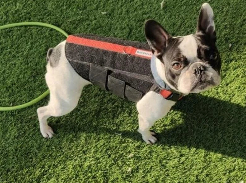 Dog Back Brace with Firm Spine Support, Adjustable Velcro Straps and Lead D-Ring in Eight Measured Sizes