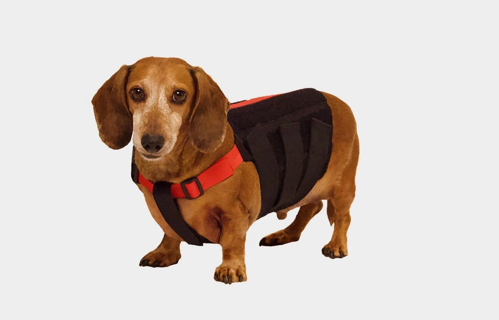 Dog Back Brace with Firm Spine Support, Adjustable Velcro Straps and Lead D-Ring in Eight Measured Sizes