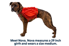 Dog Backpack