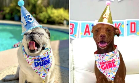 Dog Birthday Hat