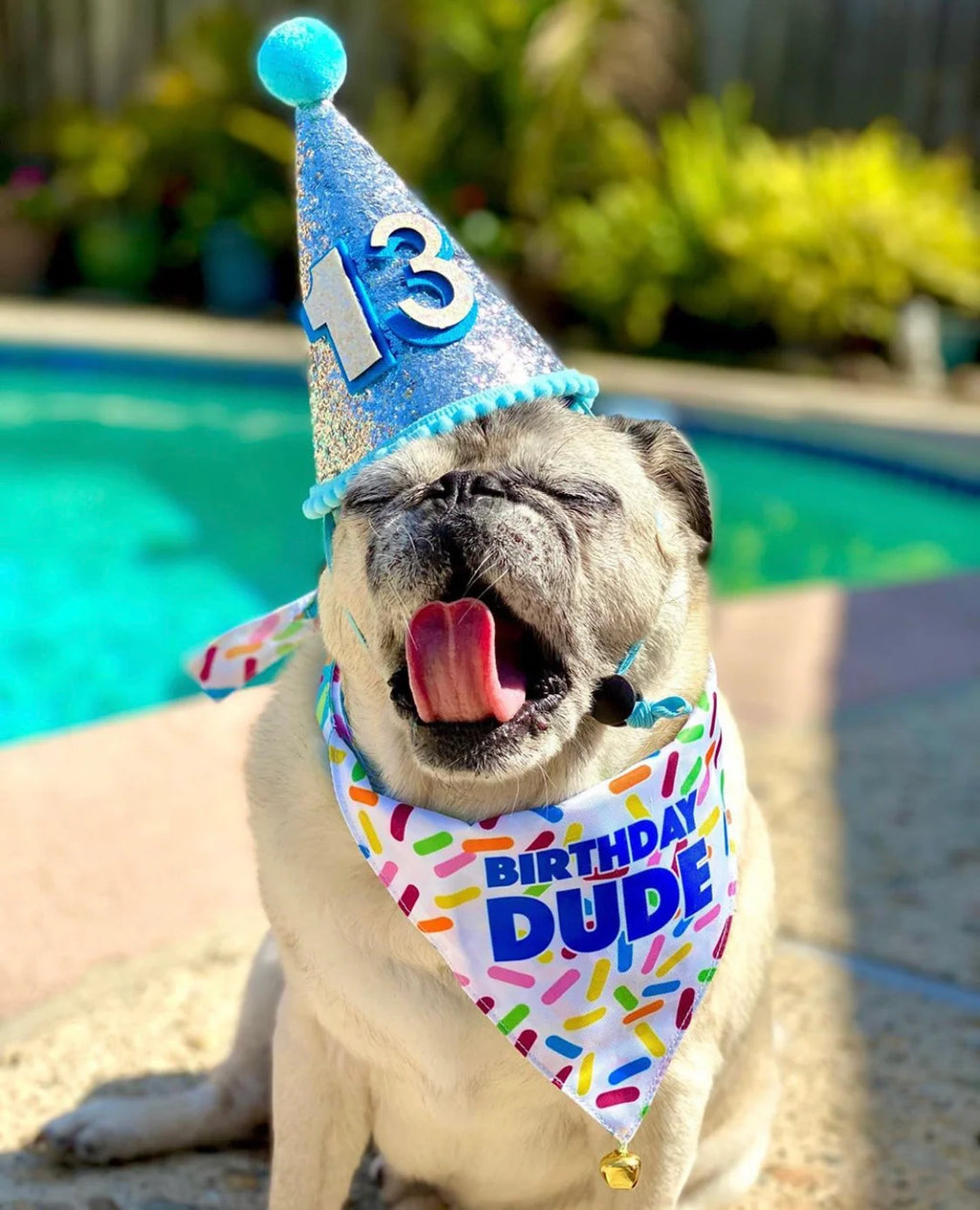 Dog Birthday Hat