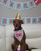 Dog Birthday Hat