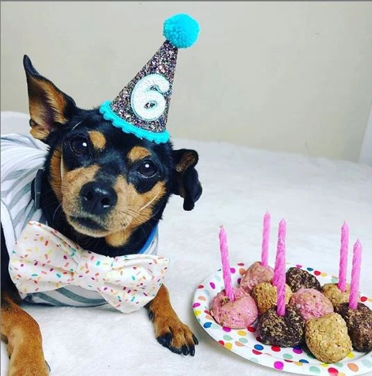 Dog Birthday Hat