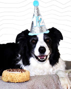 Dog Birthday Hat