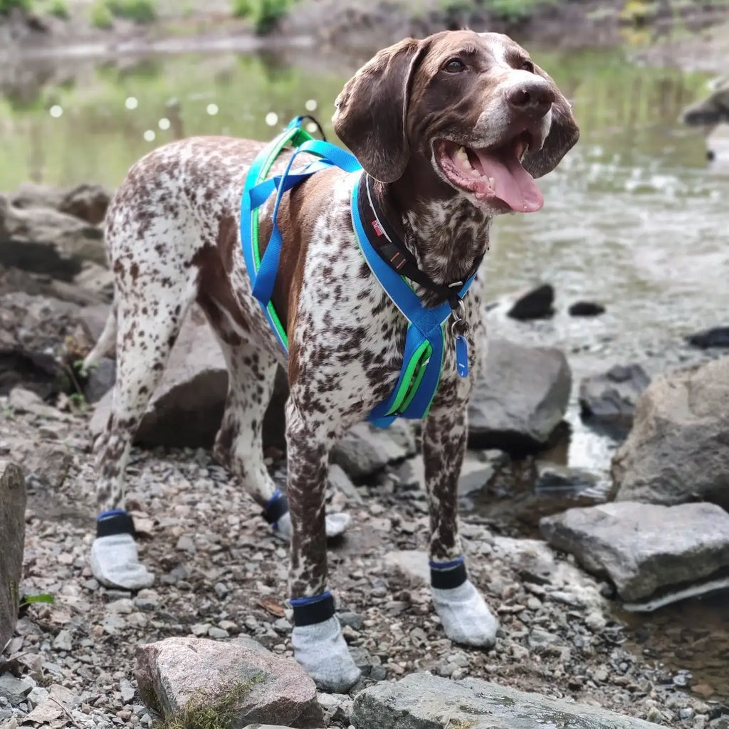 Dog Booties