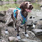 Dog Booties