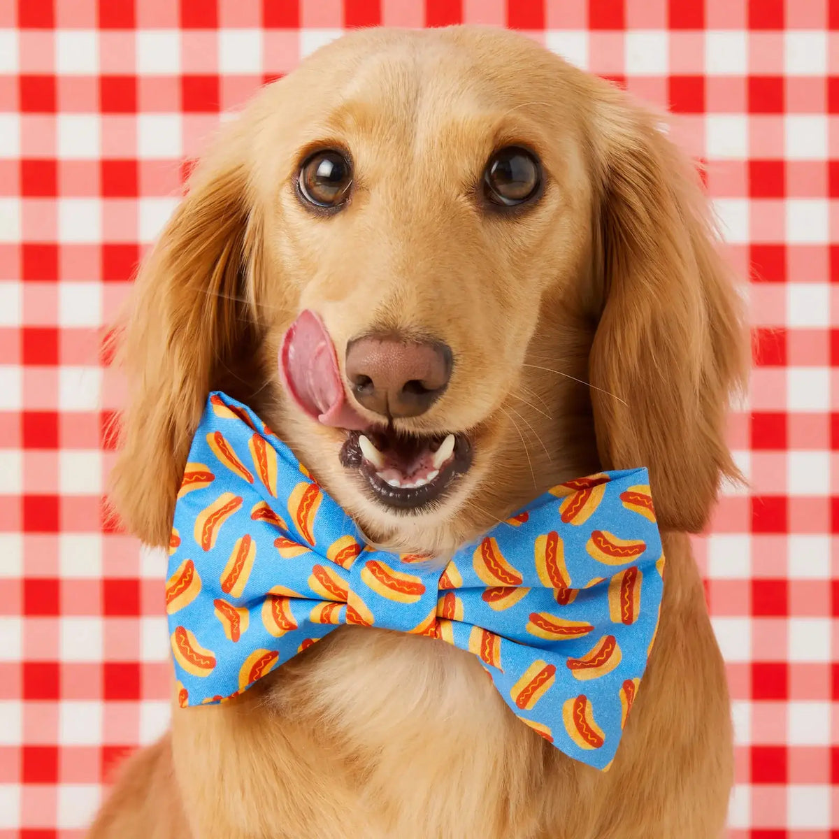 Dog Bow Tie Collar Accessory with Removable Two-Loop Design in Small or Large Sizes · Removable bow tie accessory