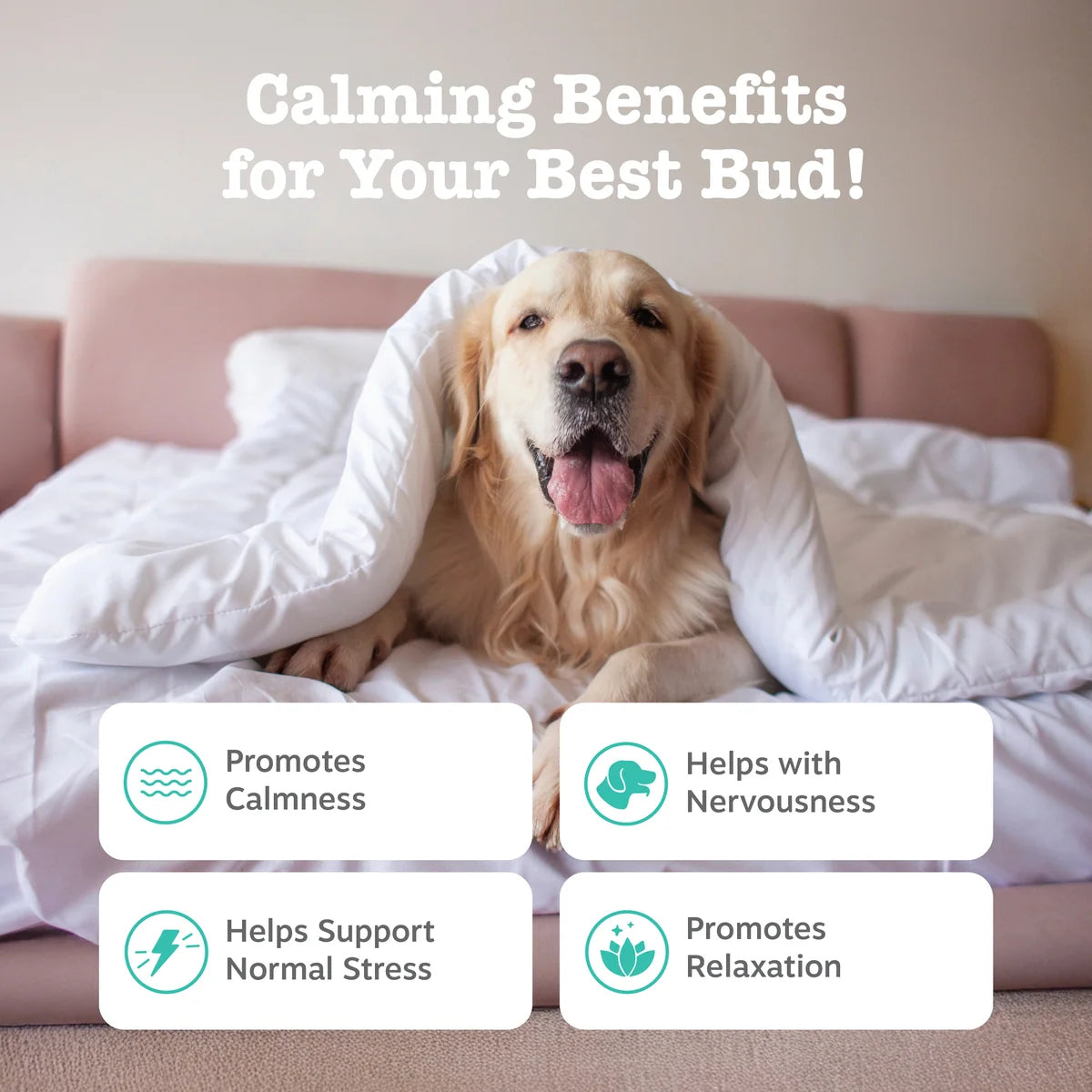 Dog Calming Soft Chews