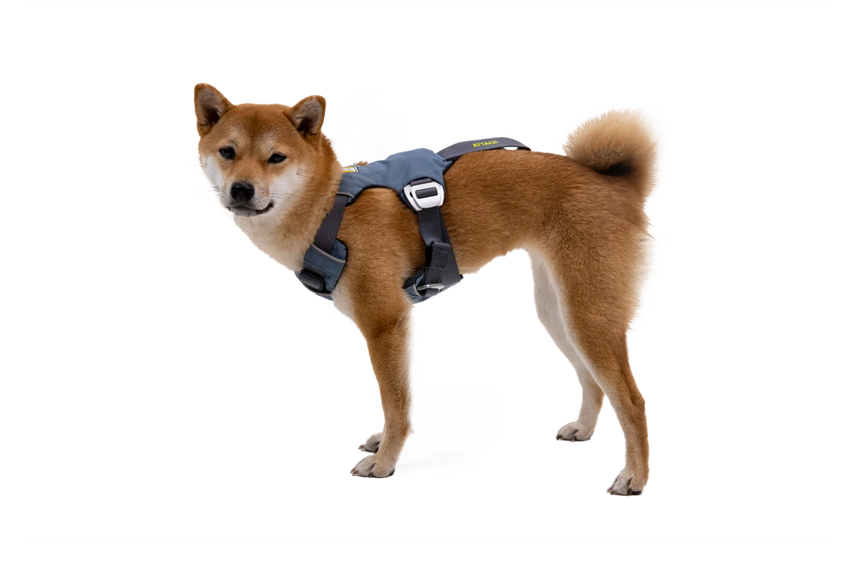 Dog Car Harness