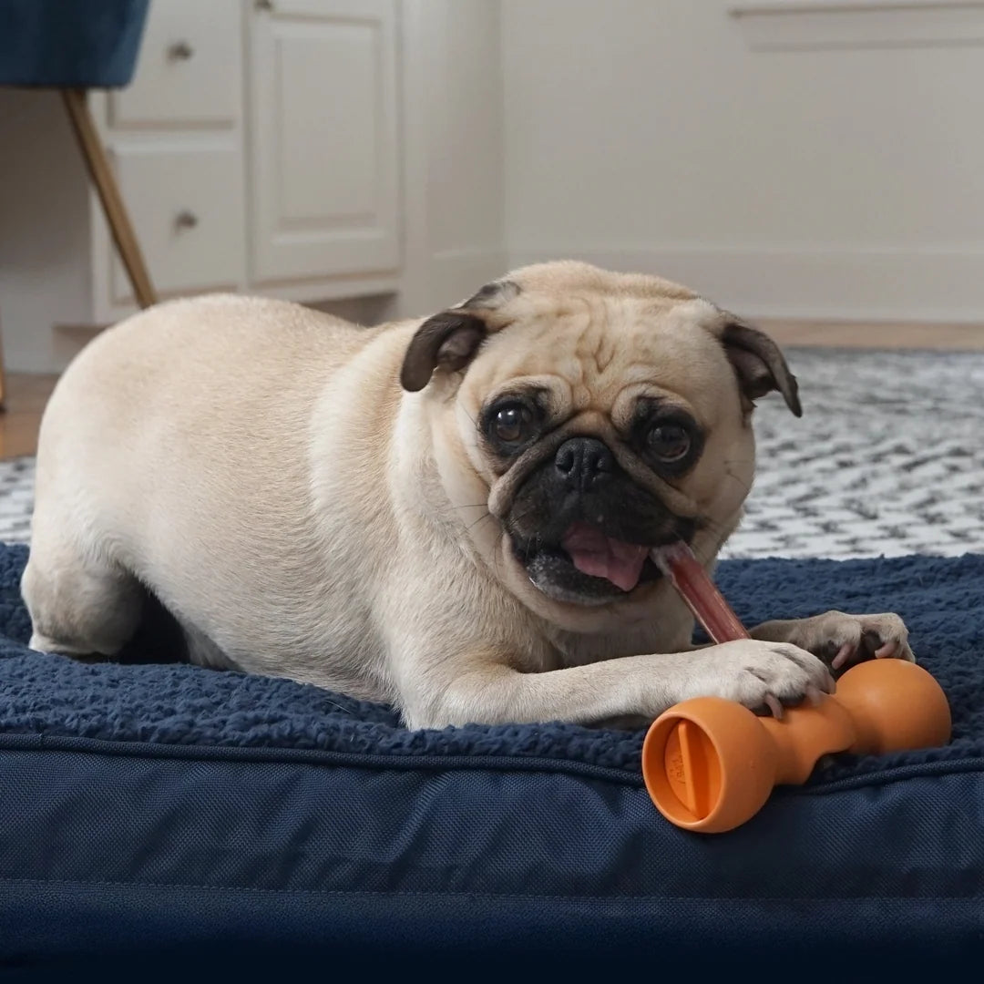 Dog Chew Holder for Bully Sticks with Twist Screw Lock, Dishwasher-Safe BPA-Free Nylon, Five Dog Size