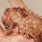 Dog Conditioner for Soft, Hydrated Coats with Fragrance-Free, pH-Balanced Care for Bath Time