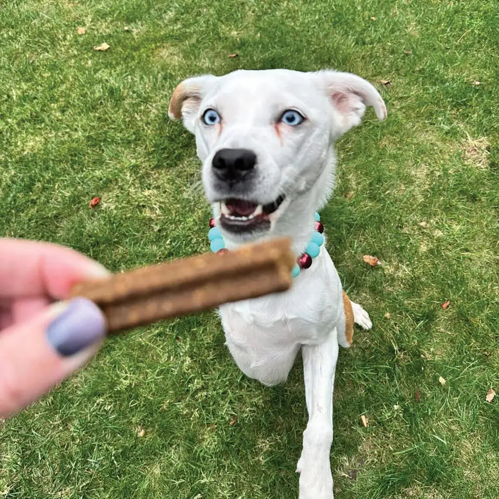 Dog Dental Chews