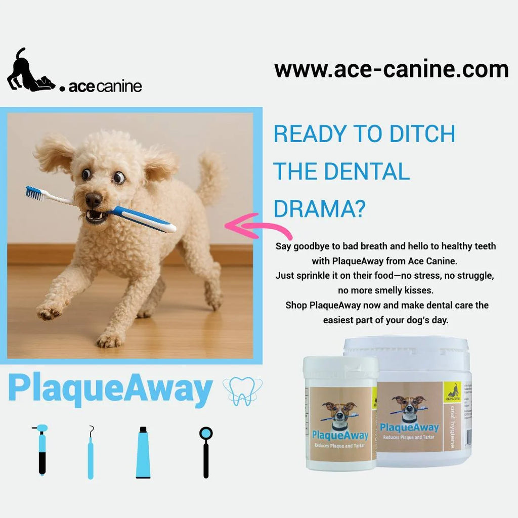 Dog Dental Seaweed Granules