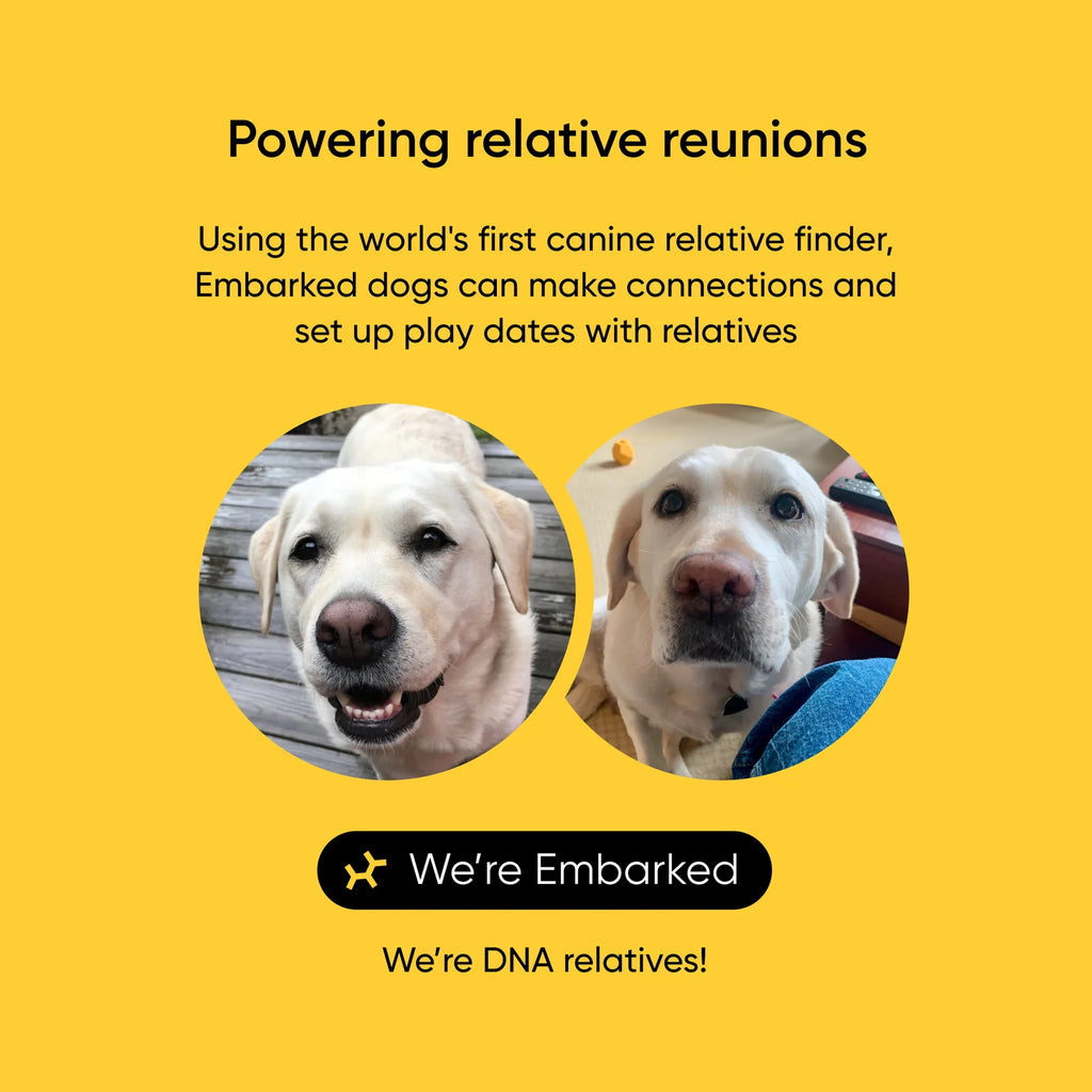 Dog DNA Test Kit