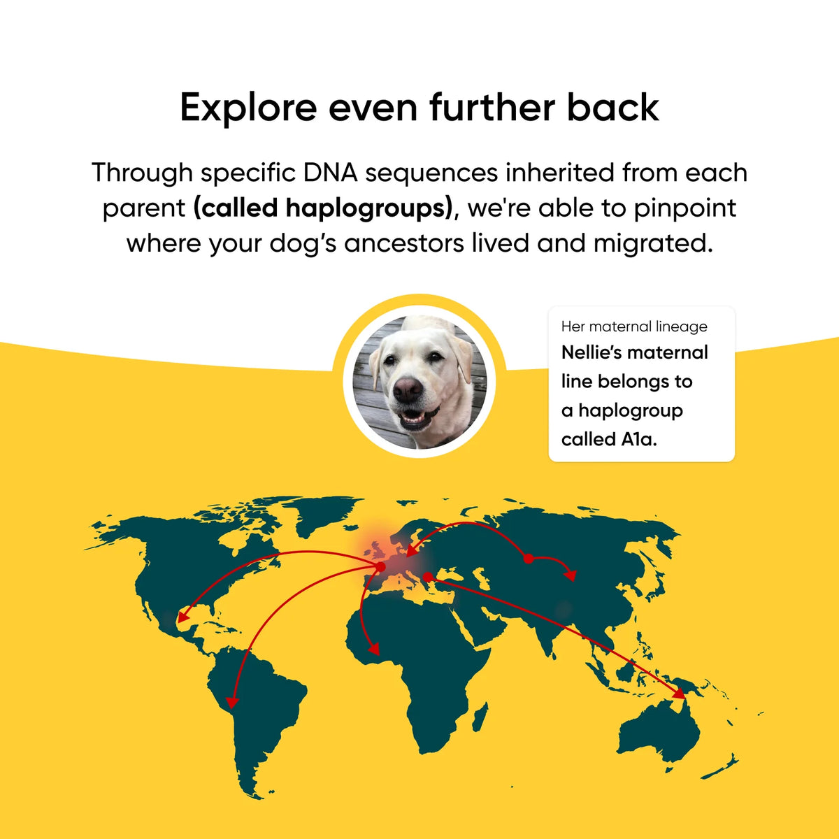 Dog DNA Test Kit