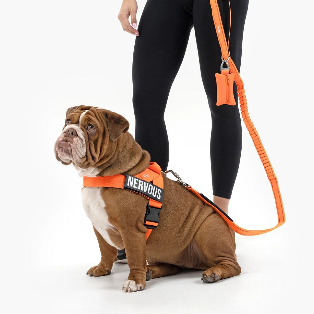 Dog Harness and Leash Set with Adjustable Fit, 120 cm Leash, Custom Name Patches and Multiple Styles