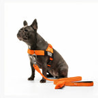 Dog Harness and Leash Set with Adjustable Fit, 120 cm Leash, Custom Name Patches and Multiple Styles