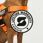Dog Harness and Leash Set with Adjustable Fit, 120 cm Leash, Custom Name Patches and Multiple Styles