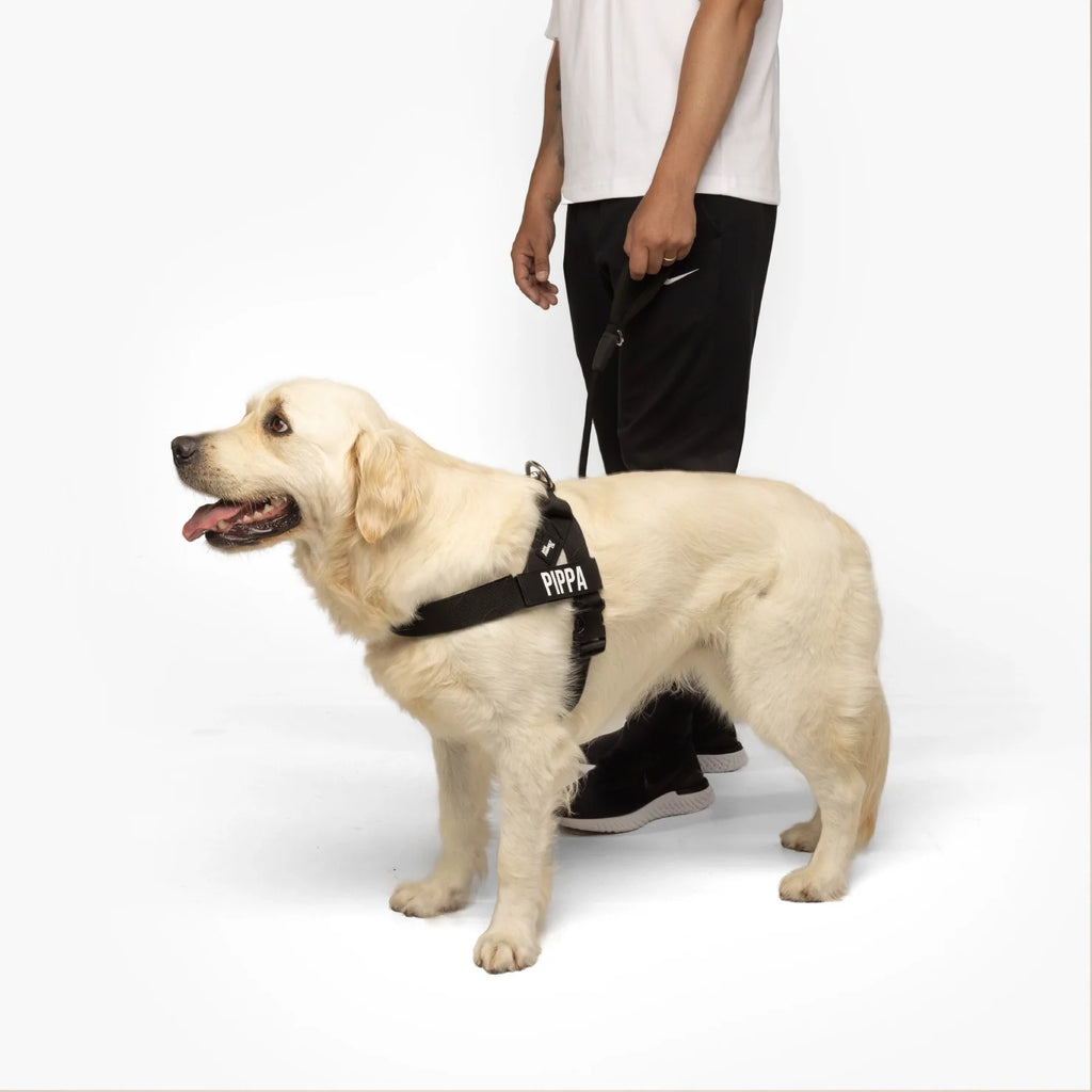 Dog Harness and Leash Set with Adjustable Fit, 120cm Leash, Custom Name Patches and Three Leash Styles