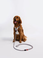 Dog Harness and Leash Set with Adjustable Harness and Convertible Hands-Free 73-Inch Leash for Daily Walks