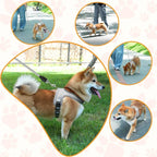 Dog Harness and Leash Set with Reflective Stitching and Breathable Mesh Lining for Everyday Walks