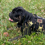 Dog Harness with Padded Nylon Webbing, Four-Point Buckles and Adjustable Front and Back Attachments for Daily Walks