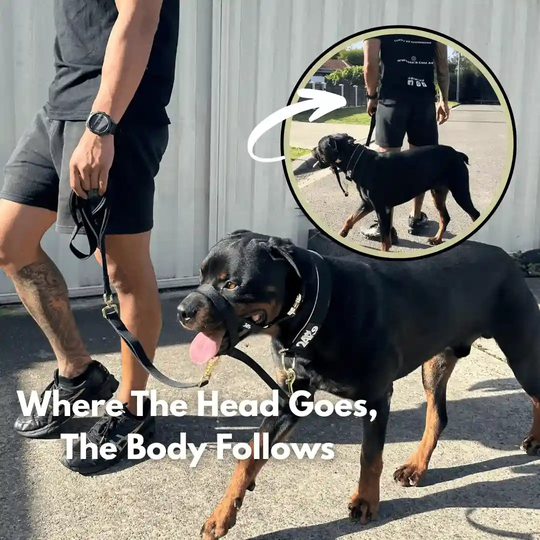 Dog Head Halter for Guided Leash Training and Walks, Including a Safety Clip That Attaches to a Collar