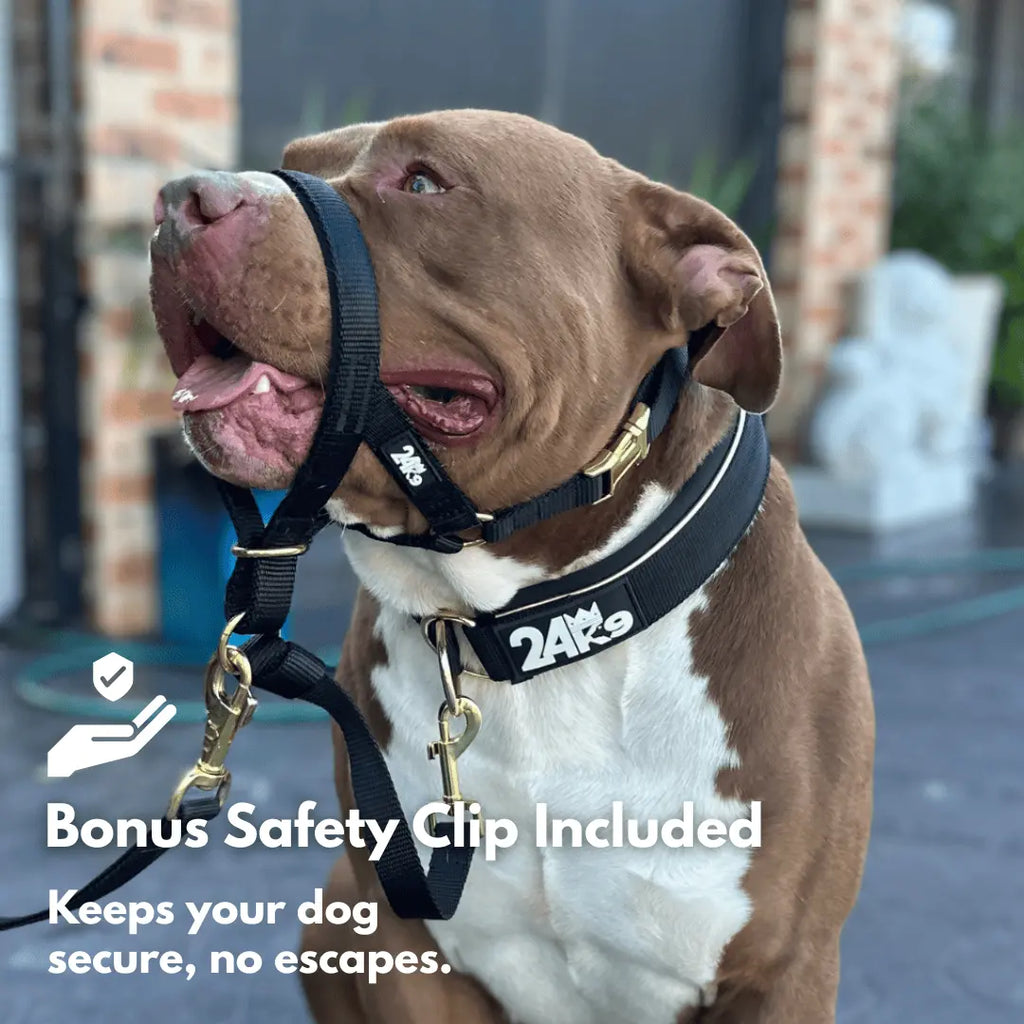 Dog Head Halter for Guided Leash Training and Walks, Including a Safety Clip That Attaches to a Collar
