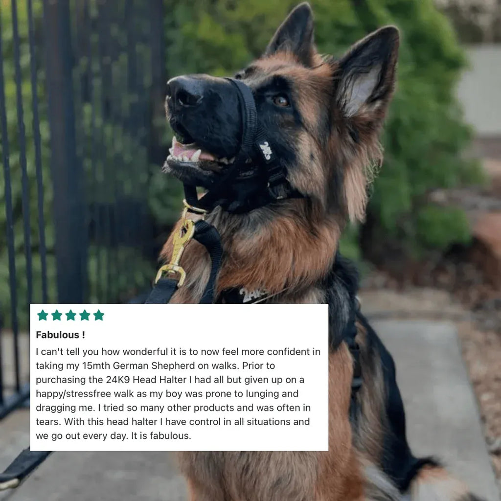 Dog Head Halter for Guided Leash Training and Walks, Including a Safety Clip That Attaches to a Collar